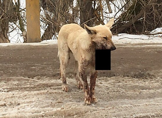 В Волгограде ищут нелюдей, искалечивших бродячую собаку